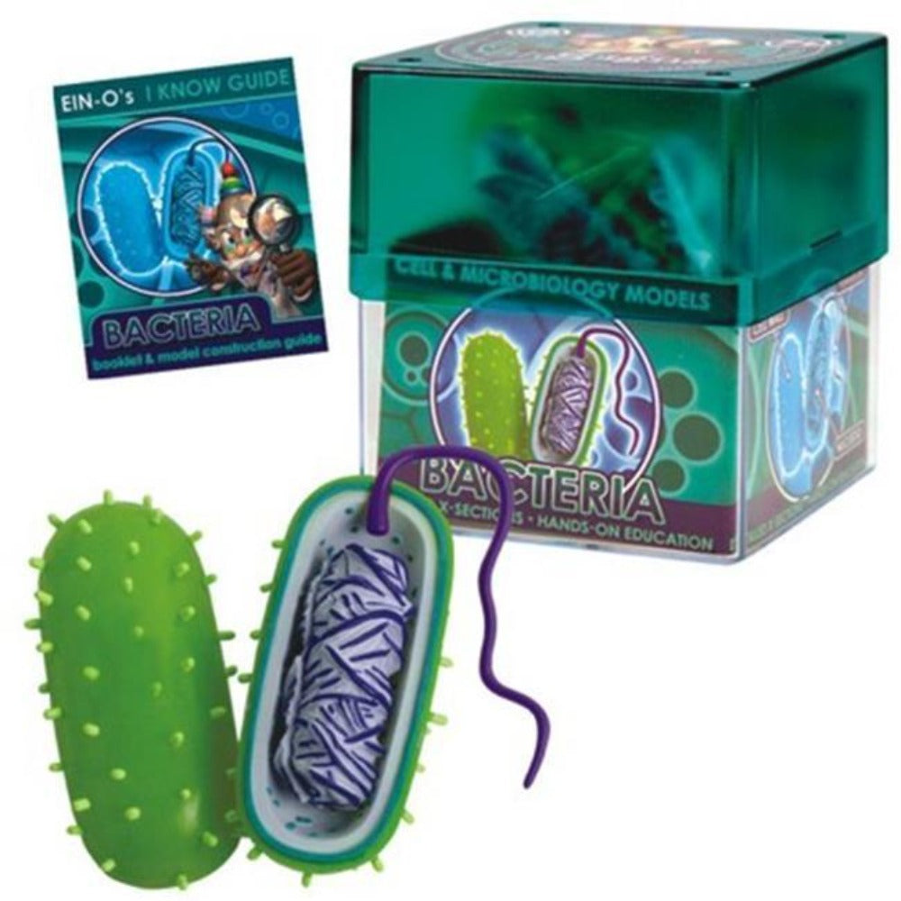 Tedco Toys 32371-BAC Bio Signs Bacteria Model